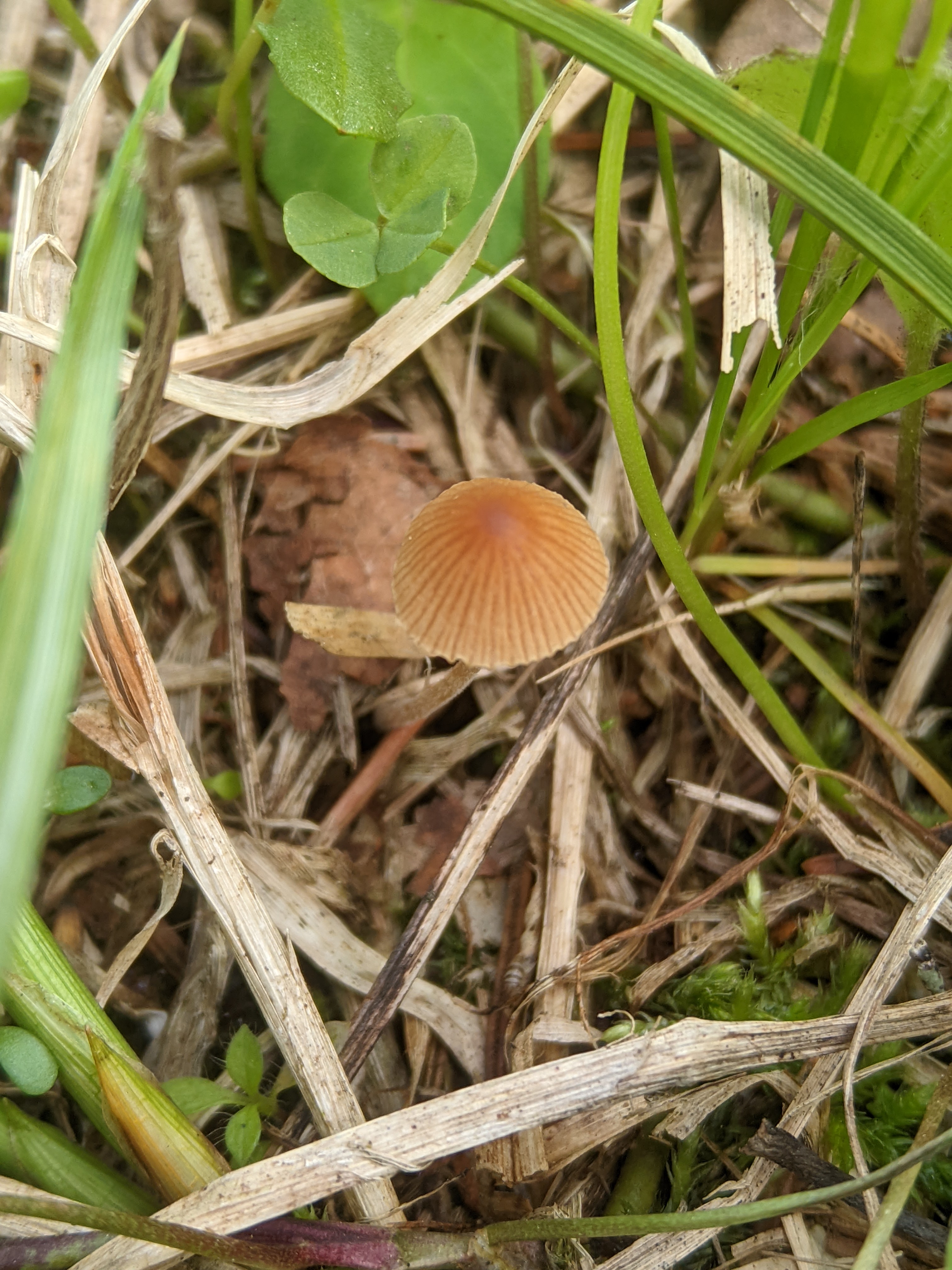 Sinityvikuupikka Conocybula Cyanopus Muut Psilosybiinisienet 