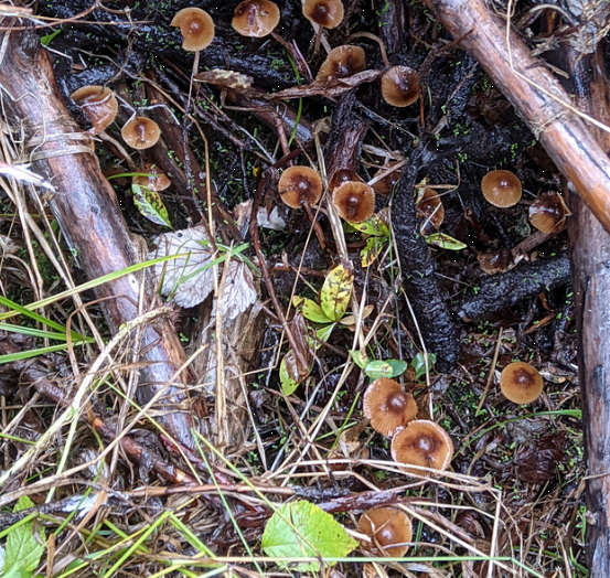Risumadonlakki Psilocybe Medullosa Muut Psilosybiinisienet 