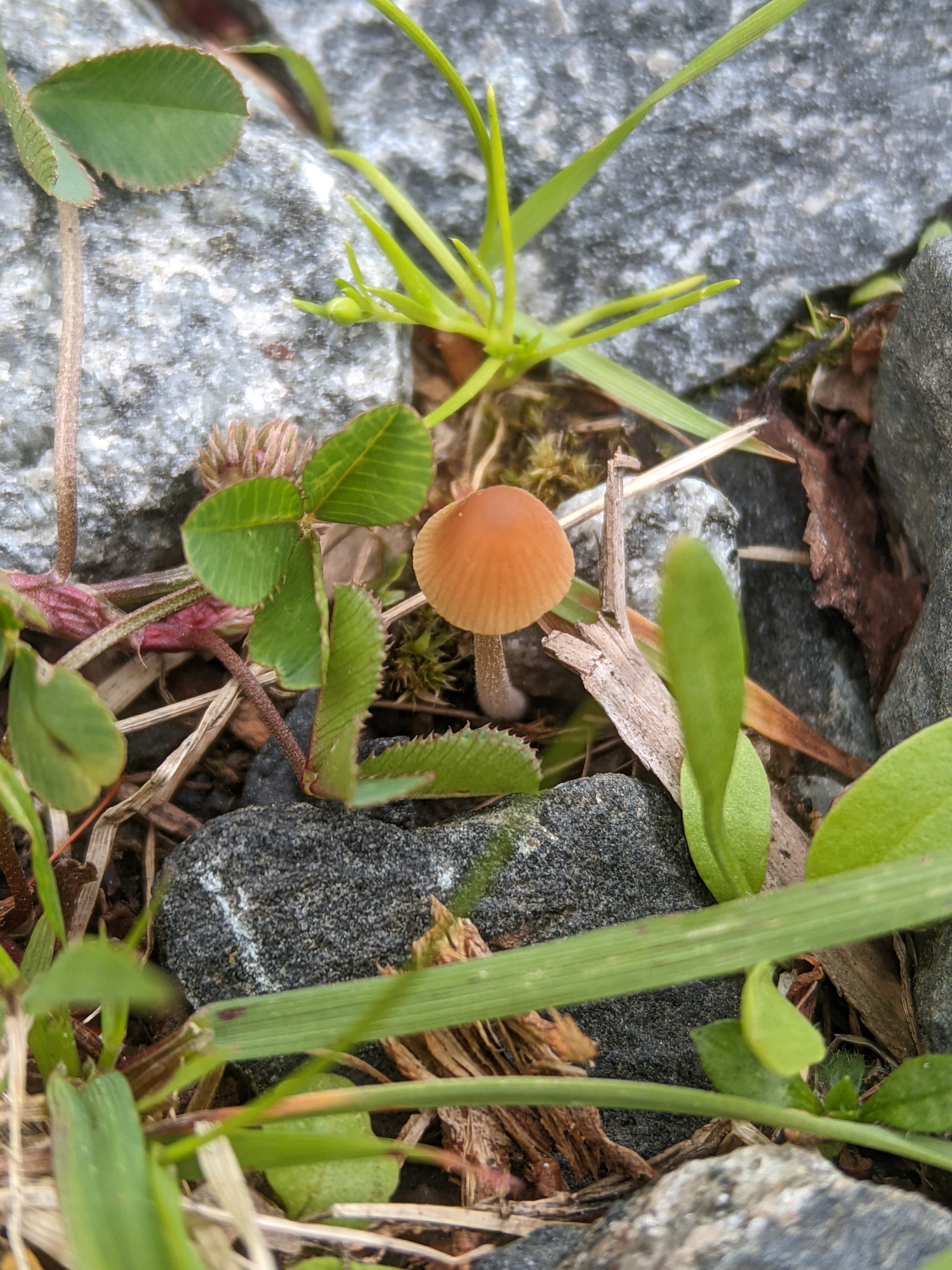 Sinityvikuupikka Conocybula Cyanopus Muut Psilosybiinisienet 