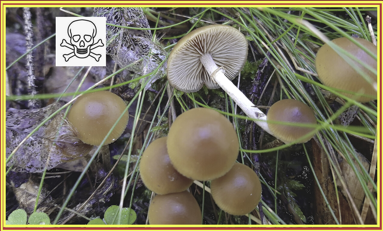 Risumadonlakki Psilocybe Medullosa Muut Psilosybiinisienet 